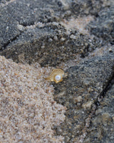 Beach Ring