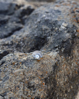 Beach Ring